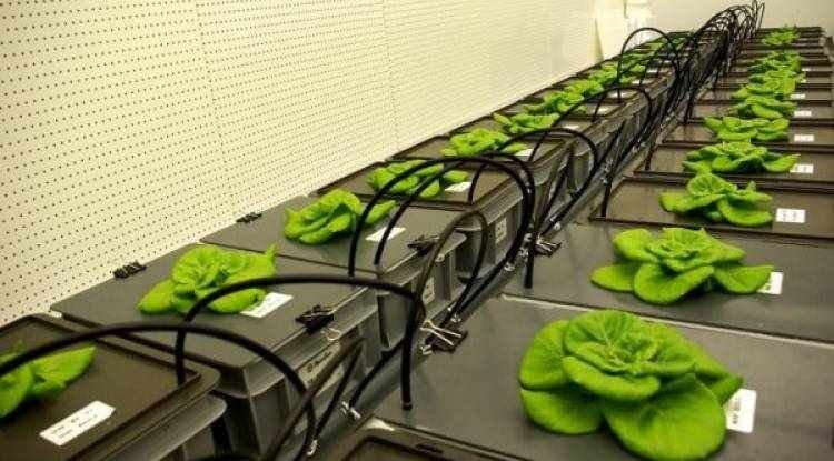 Uzayda bitki yetiştirebilmek için yeni toprak üretildi